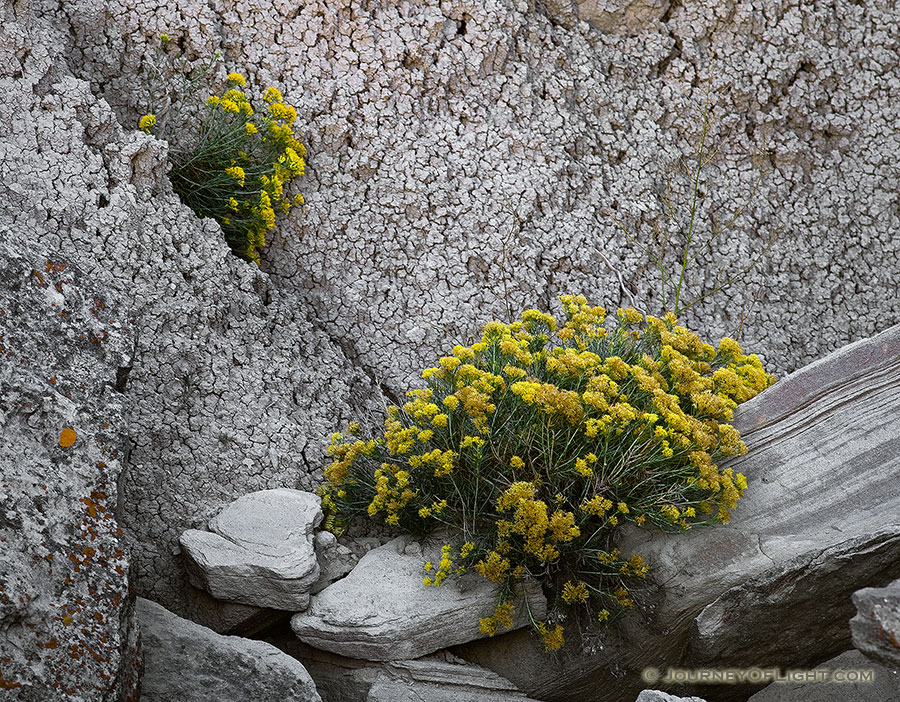 Rabbitbush grows in the cracks and between the crevices of rocks at Toadstool Geologic Park near Crawford. - Toadstool Photography