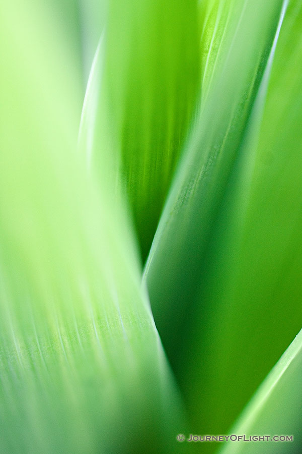 A close look at the green base of a White Fawn Lily at Schramm on a warm spring day. - Schramm SRA Photography