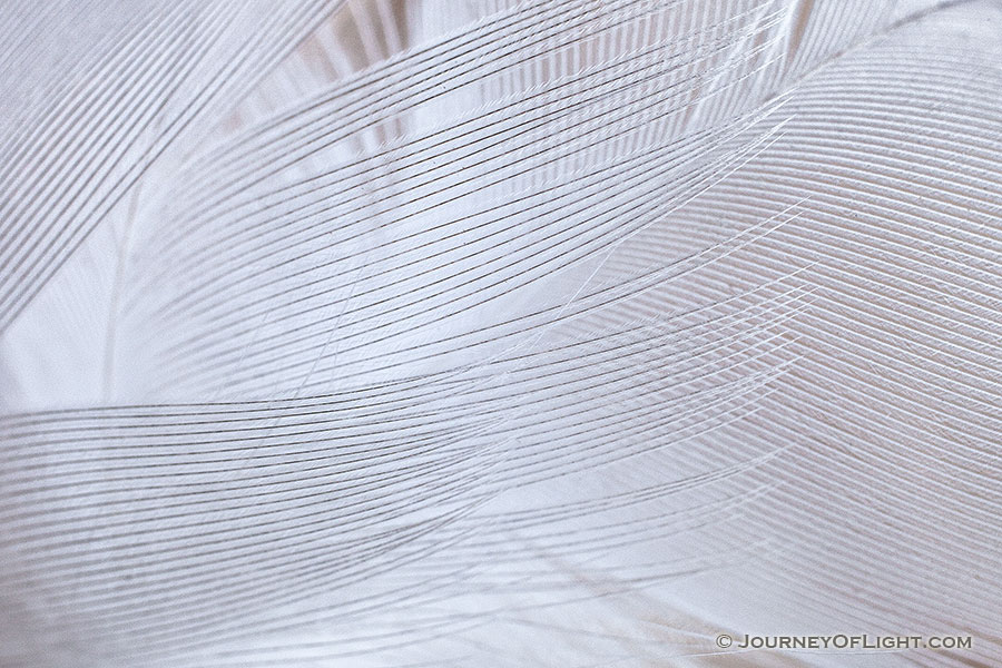 A close look at the patterns of three duck feathers resting on the ground at Schramm on a chilly winter day. - Schramm SRA Photography