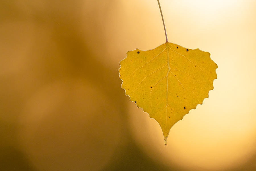 A nature photograph of an autumn cottonwood leaf at Walnut Creek Recreation Area, Nebraska. - Nebraska Photography