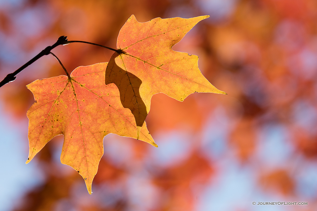 Two leaves on a maple tree turn a fiery orange in the autumn at Arbor Day Lodge State Park in Nebraska City, Nebraska. - Arbor Day Lodge SP Picture