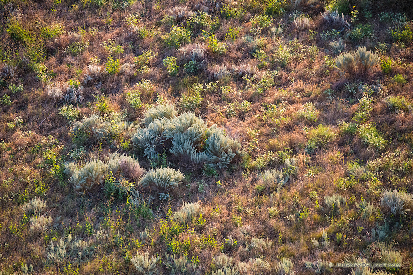 An abstract of foliage illuminated by the summer sunrise in western Nebraska. - Nebraska Picture