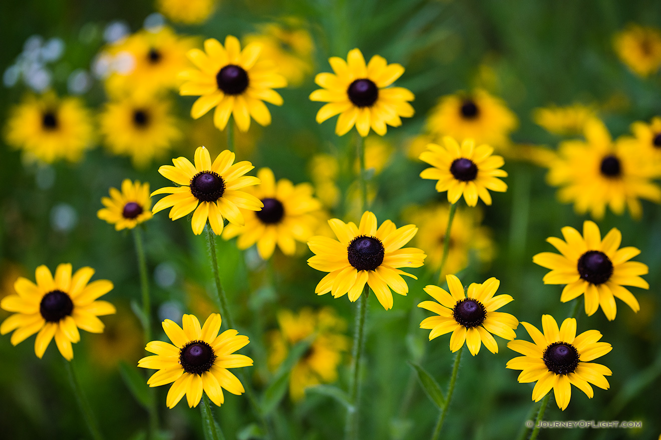 Black-eyed Susans bloom on a warm summer day at Platte River State Park in eastern Nebraska. - Platte River SP Picture