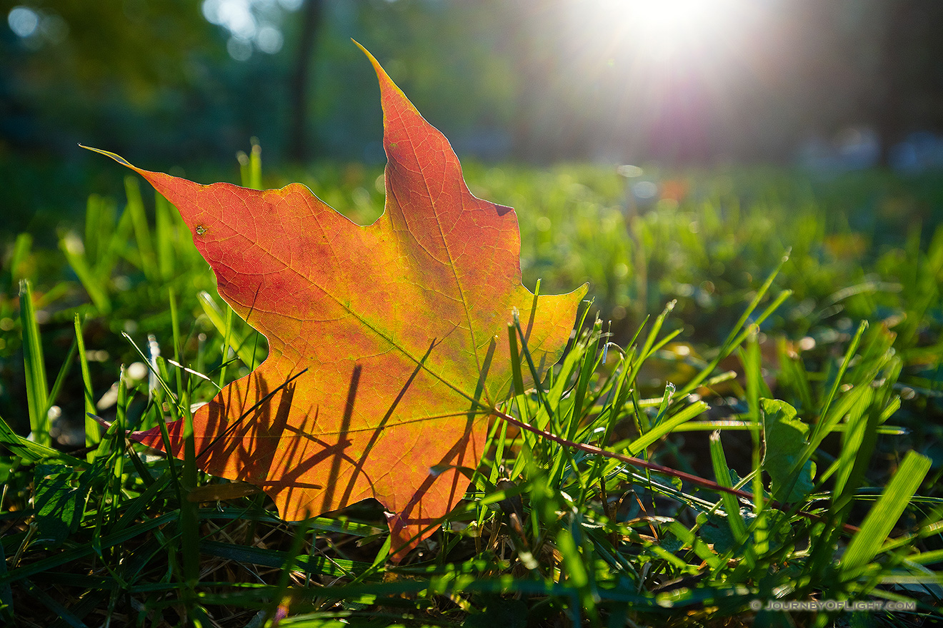 During the last couple of weeks of October my family and I always make a journey to Nebraska City to take in the seasonal changing of the leaves and some apple fritters/pie/donuts.  While strolling the Arbor Day Lodge State Park grounds I found this lovely leaf and had to get down and dirty to capture this image with the day's last bit of sunlight streaming through the trees.  I never mind getting dirty, especially to capture scenes like this! - Arbor Day Lodge SP Picture