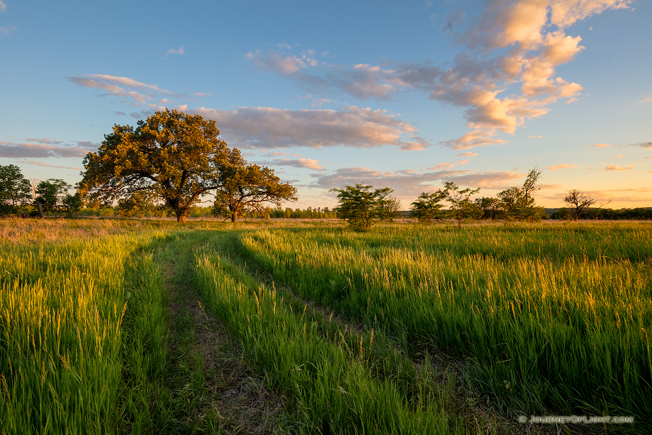 A scenic landscape photograph of an old country road with two Oak trees in a prairie in eastern Nebraska. - Nebraska Picture