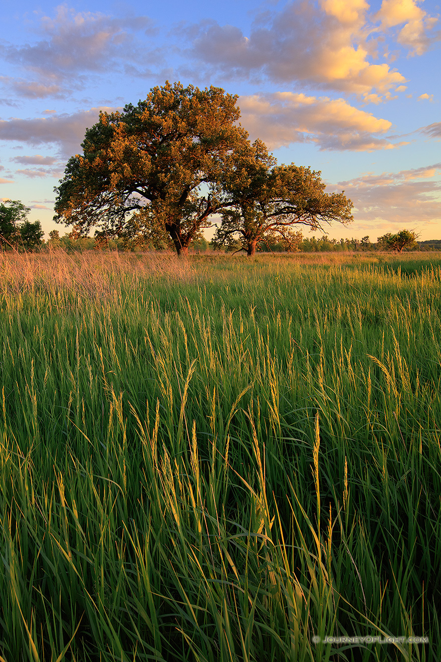 Burr oak trees and grass under clouds on an eastern Nebraska prairie at sunset. - Nebraska Picture