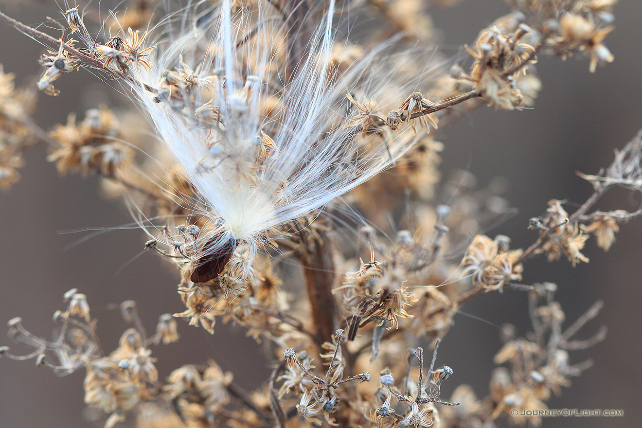 A milkweed seedling is captured on a autumn day near the Missouri River. - Ponca SP Picture