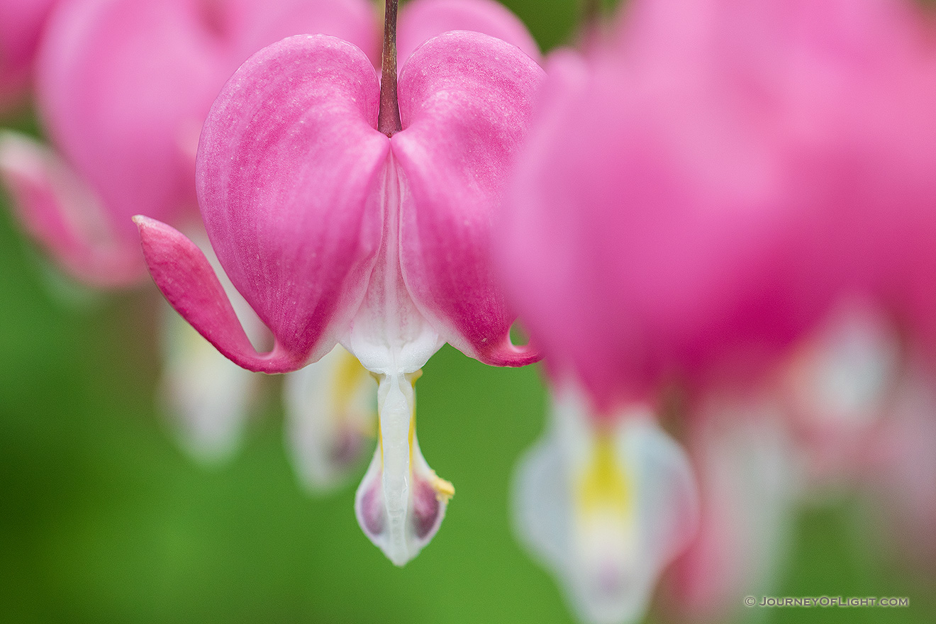 Bleeding hearts bloom outside the museum at Schramm State Recreation Area in Eastern Nebraska. - Nebraska Picture