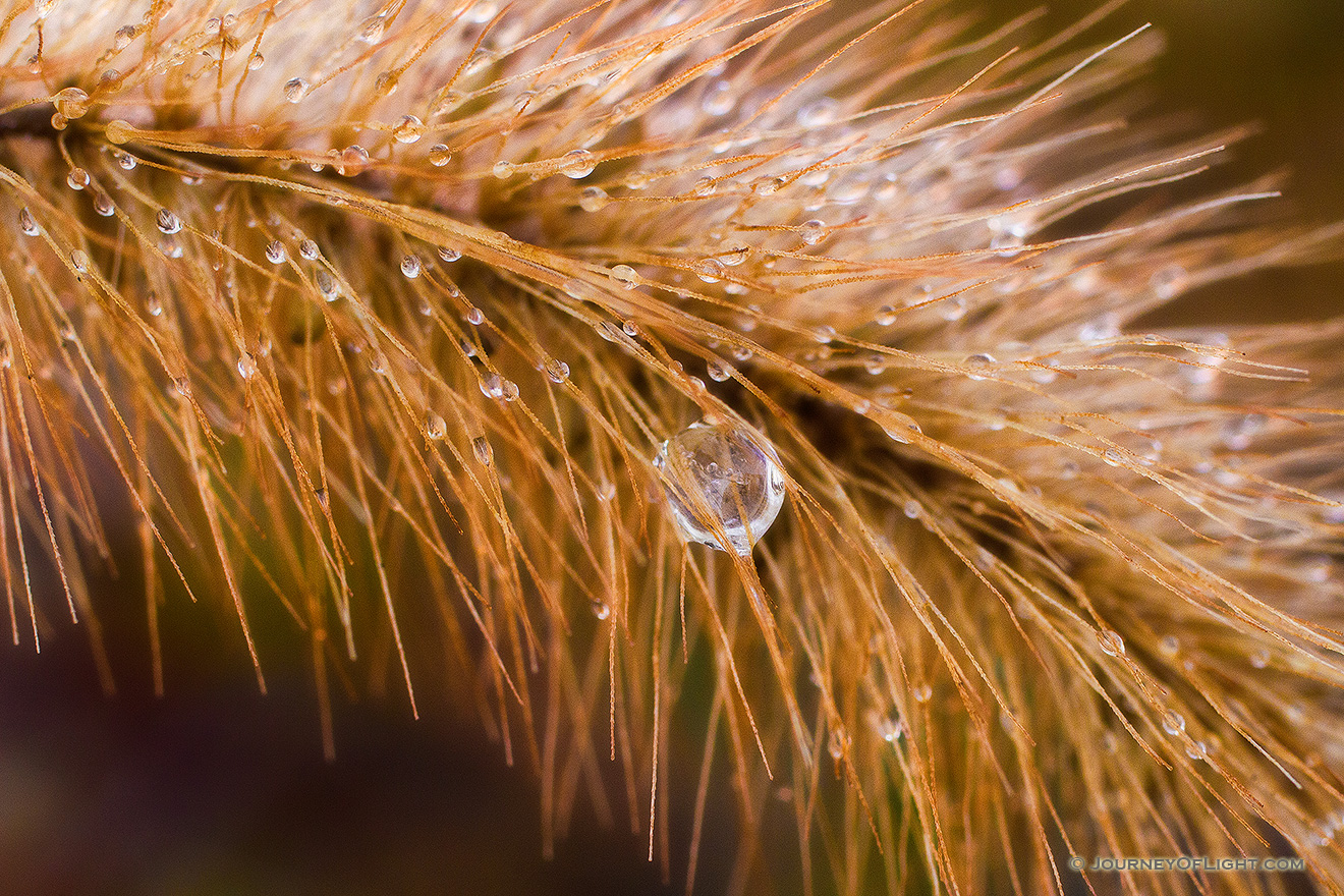 On a cold November evening, frost formed on the foxtails near the Missouri River at Ponca State Park in Nebraska. In the morning sun the frost soon turned to droplets that still clung to the delicate bristles. - Nebraska Picture