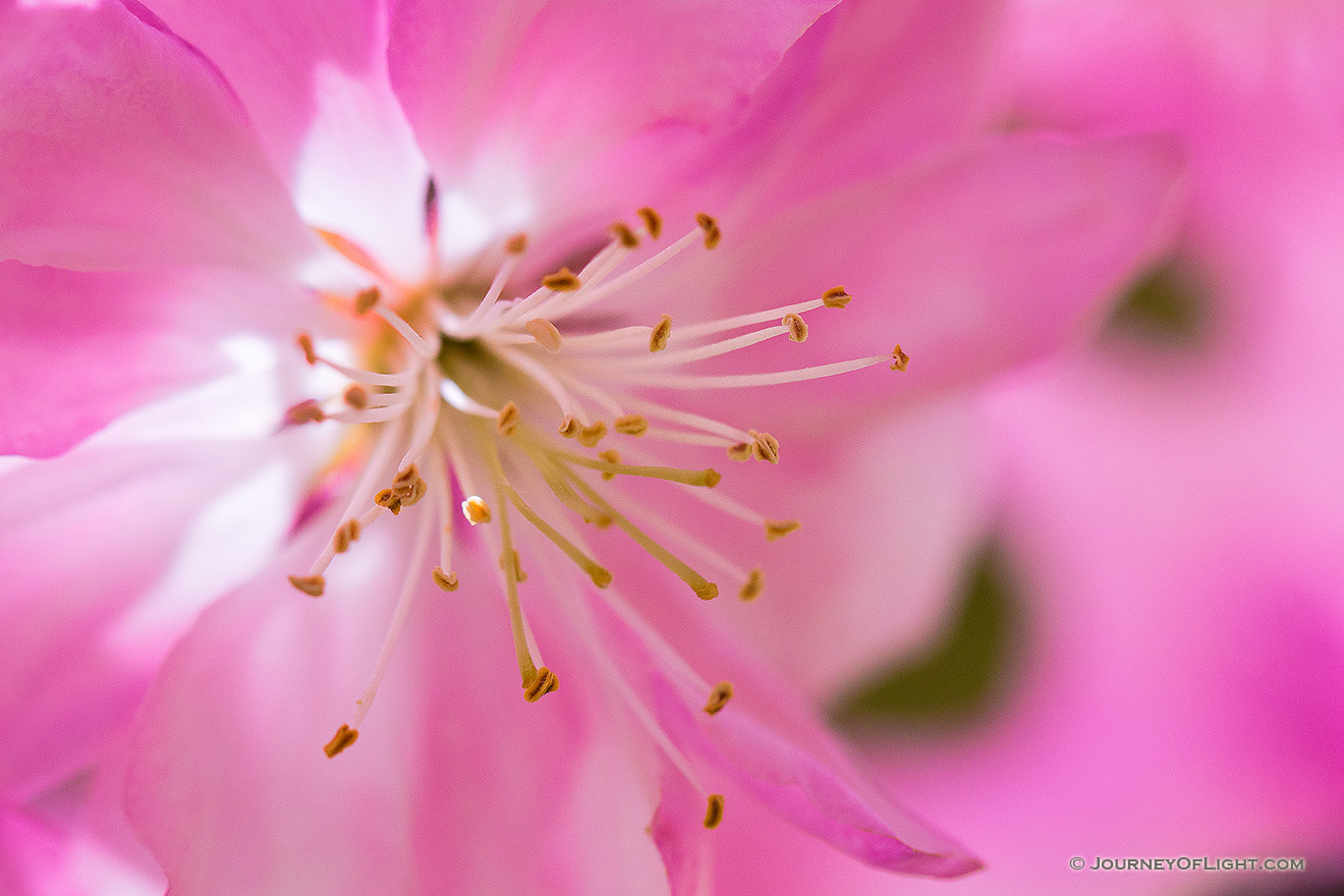 A blossom blooms while the afternoon sun shines through the petals at Schramm State Recreation Area. - Nebraska Picture