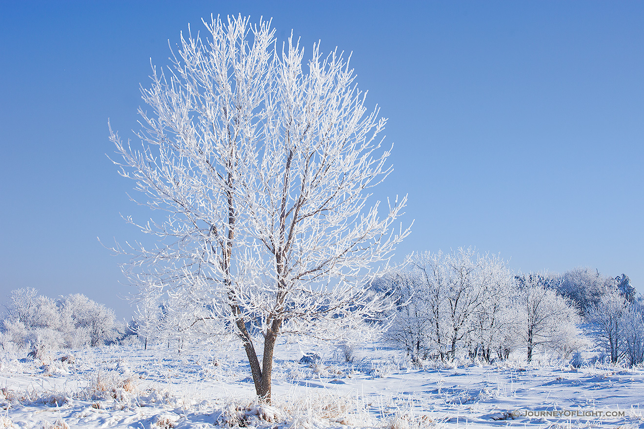 The trees are outlined with a layer of frost throughout Chalco Hills Recreation Area in eastern Nebraska on a frigid February morning. - Nebraska Picture