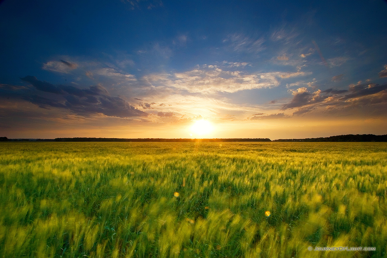 Taken right before sunset on a wheatfield in DeSoto Bend National Wildlife Refuge. - DeSoto Picture