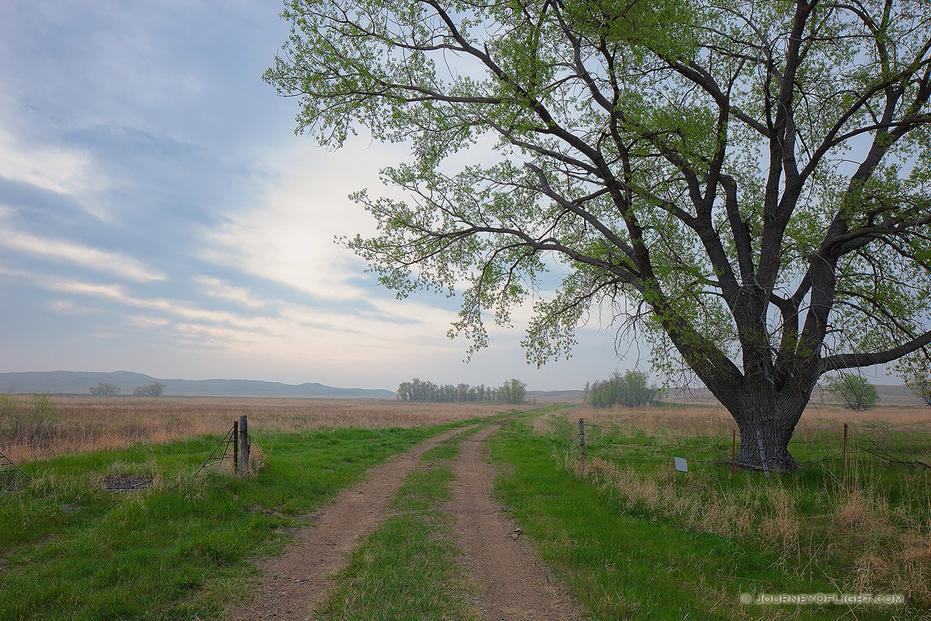 For some the Great Plains are synonymous with desolation, loneliness.  They avoid this land, but when they cant they pass through as fast as they can without even a glance.  For others the Great Plains are synonymous with solitude, soul-searching.  Those individuals embrace this land and find the sublime in the unending horizon and limitless sky.  They find comfort in the sound of prairie grass swaying in the breeze where others only find silence. - Valentine Picture