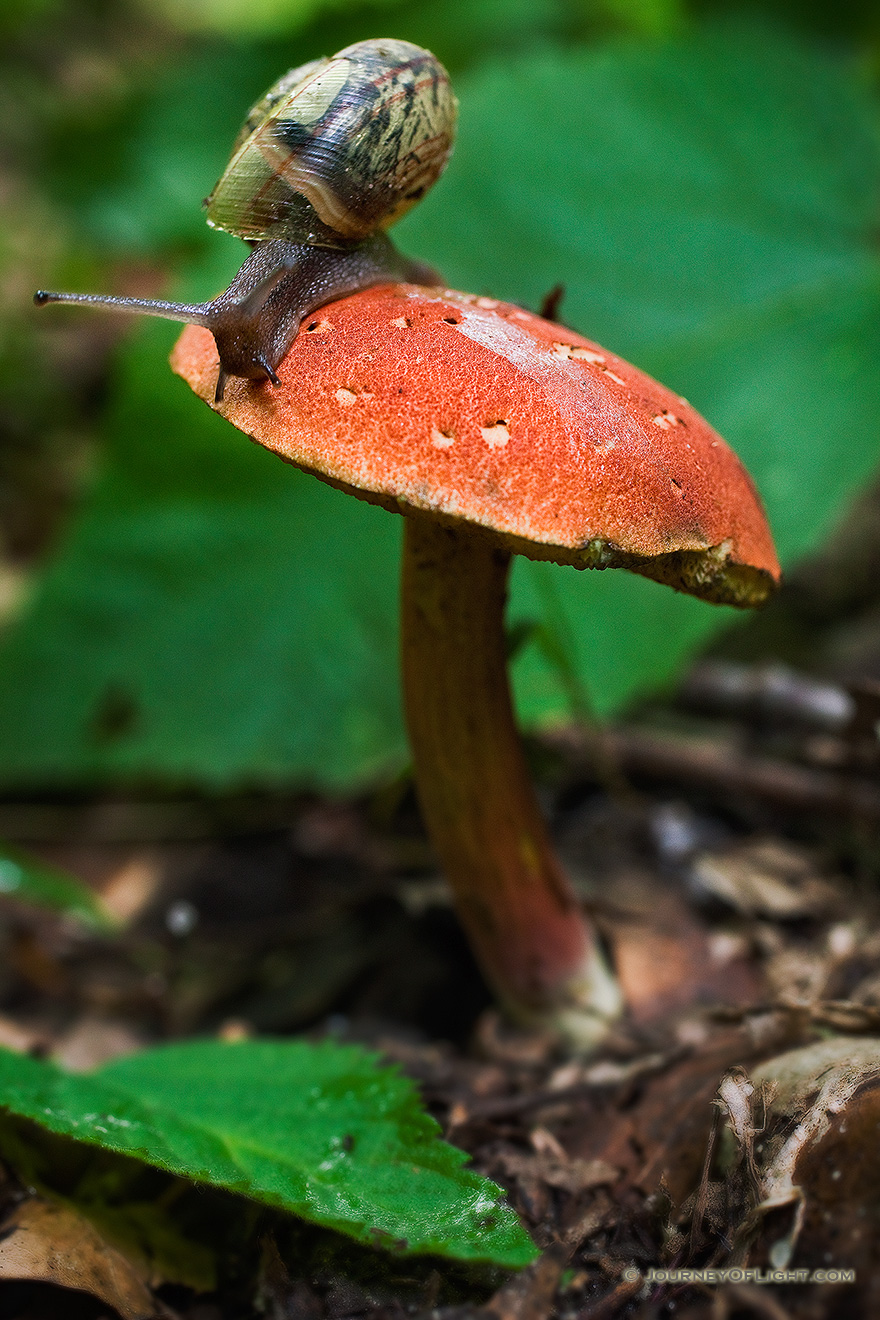 A small snail climbs across a mushroom after a wet spring at Schramm State Recreation Area in eastern Nebraska. - Schramm SRA Picture