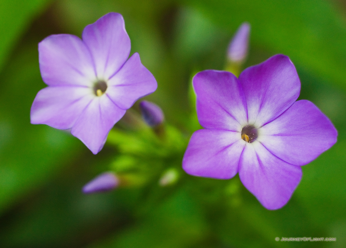 Two purple flowers bloom together on the forest floor at Schramm State Recreation Area in Eastern Nebraska. - Nebraska Picture