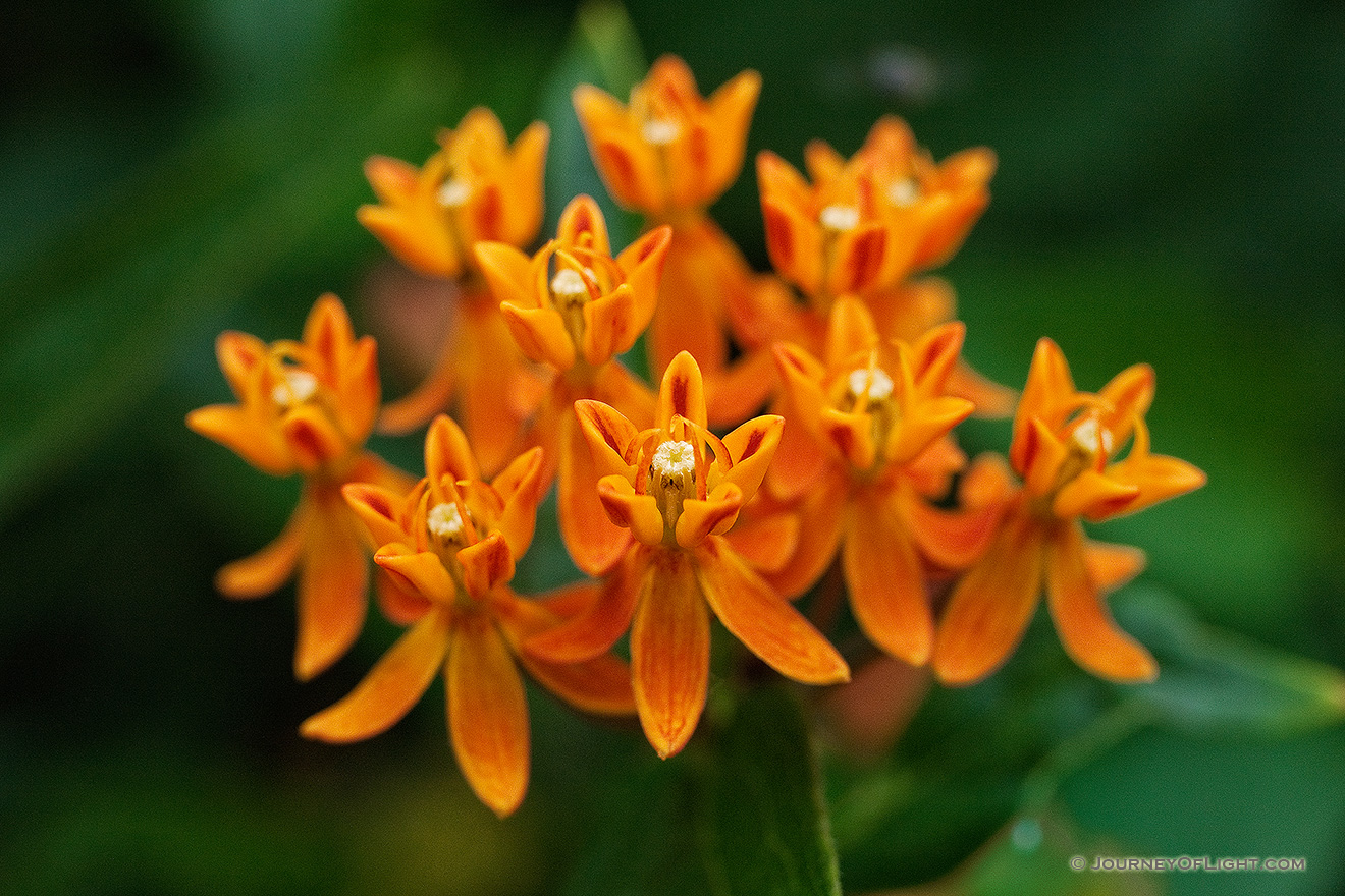 A butterfly milkweed blooms in late August at the OPPD Arboretum in Omaha, Nebraska. - Nebraska Picture