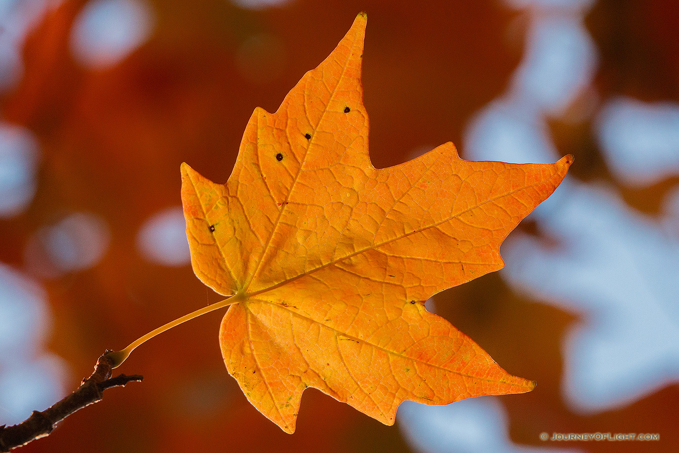 A single red maple leaf glows in the sunlight at Arbor Day Lodge State Park in Nebraska City, Nebraska. - Arbor Day Lodge SP Picture