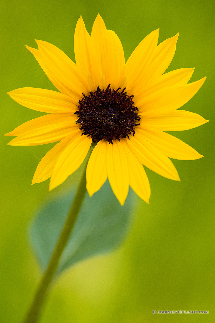 A sunflower grows at the bottom of the canyon in the Painted Canyon in Theodore Roosevelt National Park. - North Dakota Picture