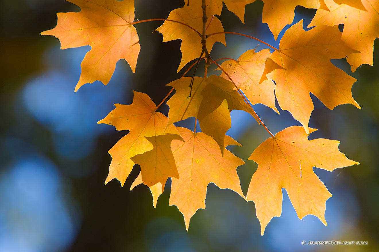 Warm, afternoon sunlight shines through autumn leaves at Arbor Day Lodge State Park in Nebraska City, Nebraska. - Arbor Day Lodge SP Picture