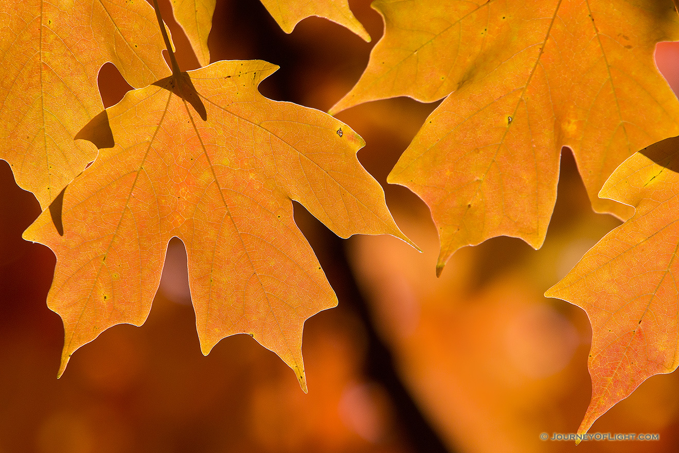 Autumn maple leaves are illuminated by the late afternoon sun at Arbor Day Lodge State Park in Nebraska City, Nebraska. - Arbor Day Lodge SP Picture