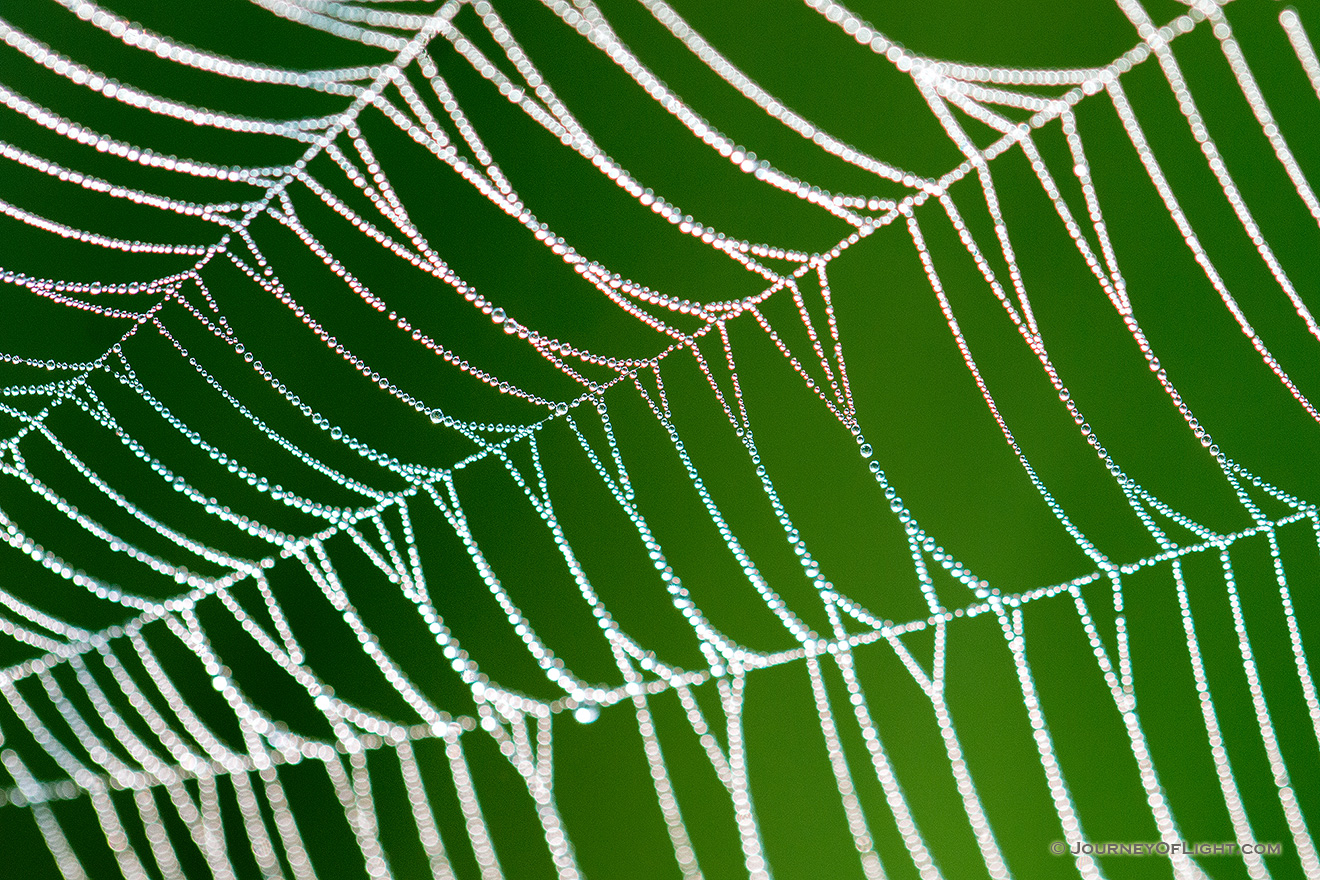 A spiderweb sparkles with dew drops like a string of diamonds early on a July morning in Theodore Roosevelt National Park. - North Dakota Picture