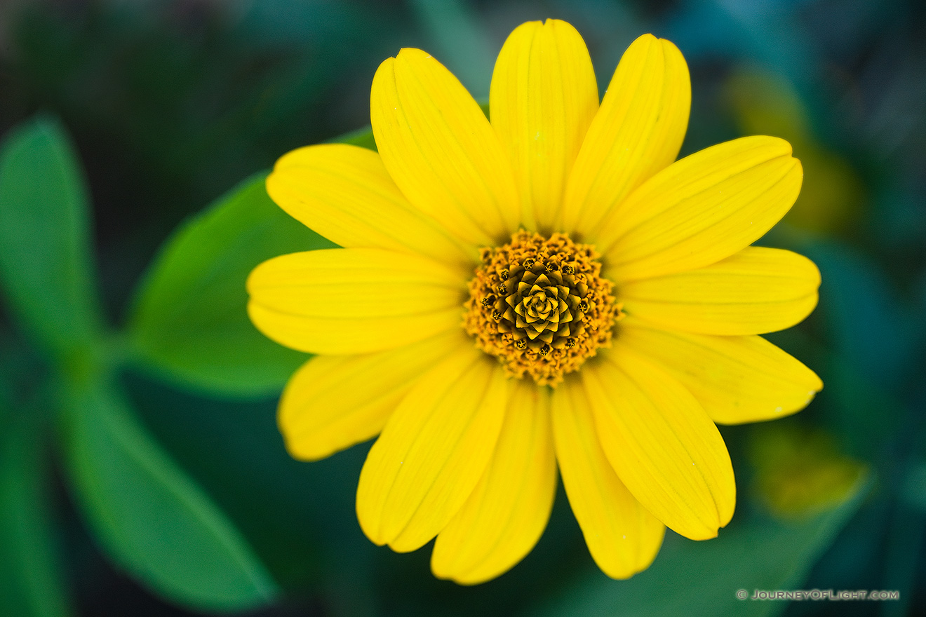 A solitary maximillian sunflower lies in the shadow of a tree, it's mesmerizing design swirling inward. - Nebraska Picture