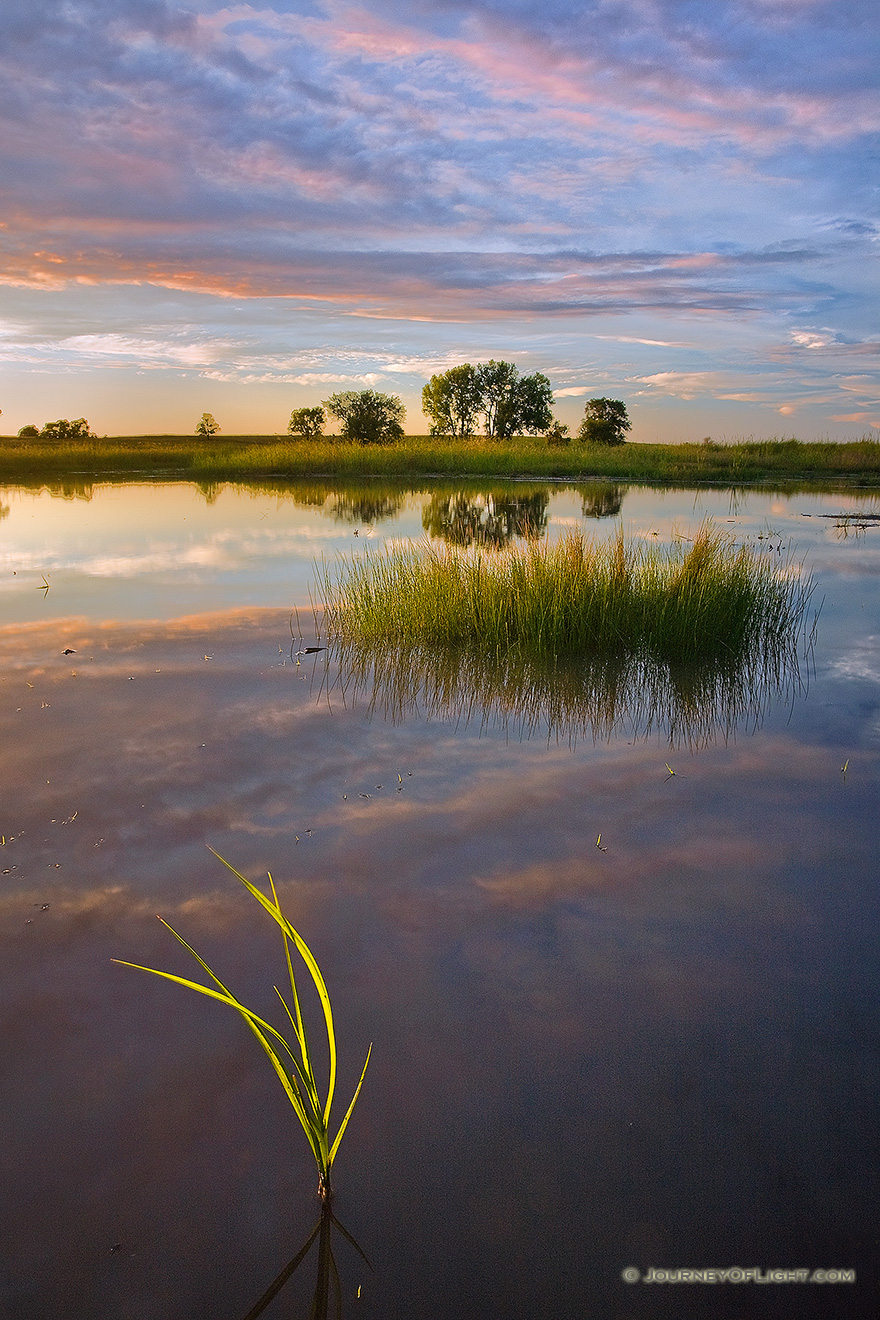 Late afternoon sun in early September shines through some grass in the Frank Shoemaker Marsh near Lincoln, Nebraska. - Nebraska Picture