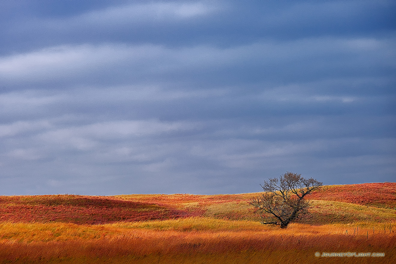 A single tree sits upon the sandhills at Ft. Niobrara National Wildlife Refuge. - Ft. Niobrara Picture