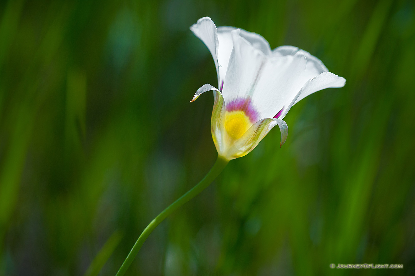 This summer in North and South Dakota large amounts of rain contributed to wildflowers bursting forth from everywhere.  These particularly delicate Mariposa Lilies were no exception.  I found these flowers growing in fields and hillsides during my recent trip.  During the early afternoon this lily caught my attention as it was perfectly positioned to capture the sunlight in it's petals causing it to glow like a white and pastel light bulb upon the North Dakota prairie.  As the wind was still that day, I was able to spend some time getting just the right composition to capture the beauty of this little lily. - North Dakota Picture