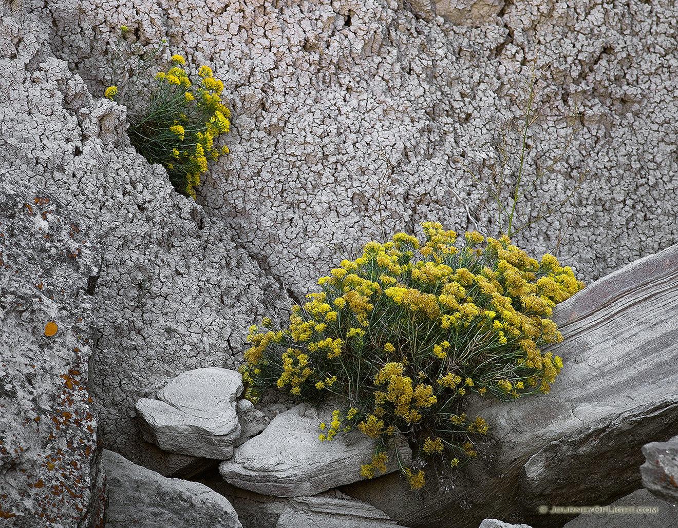 Rabbitbush grows in the cracks and between the crevices of rocks at Toadstool Geologic Park near Crawford. - Toadstool Picture