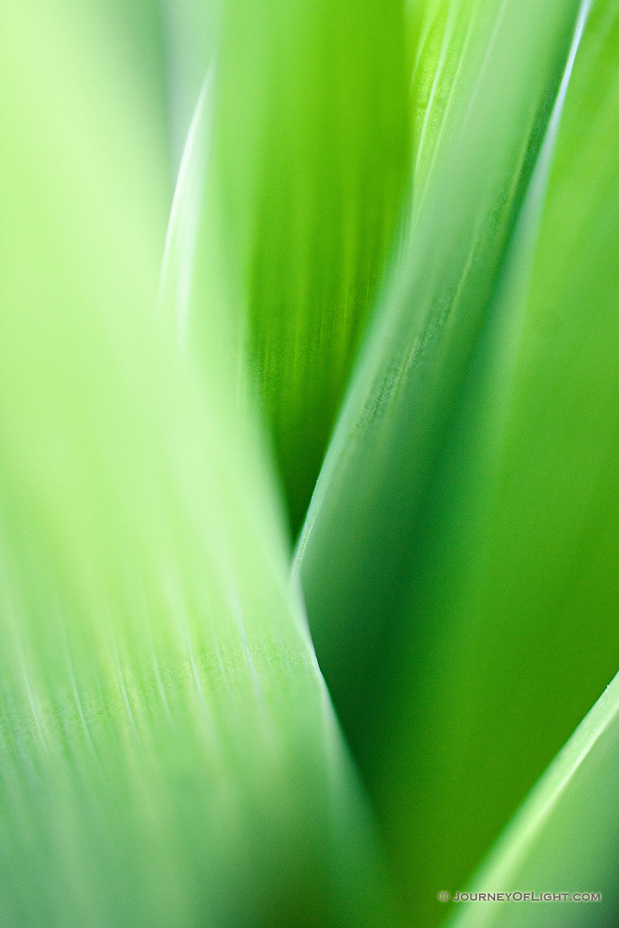 A close look at the green base of a White Fawn Lily at Schramm on a warm spring day. - Schramm SRA Picture