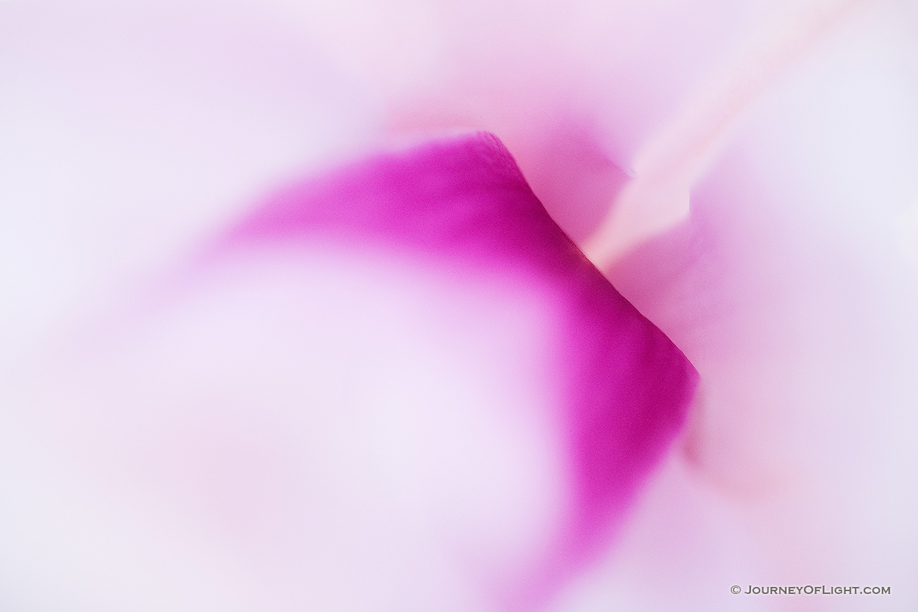 An abstract look at a blossom on a tree in spring at the OPPD Arboretum in Omaha, Nebraska. - Nebraska Picture