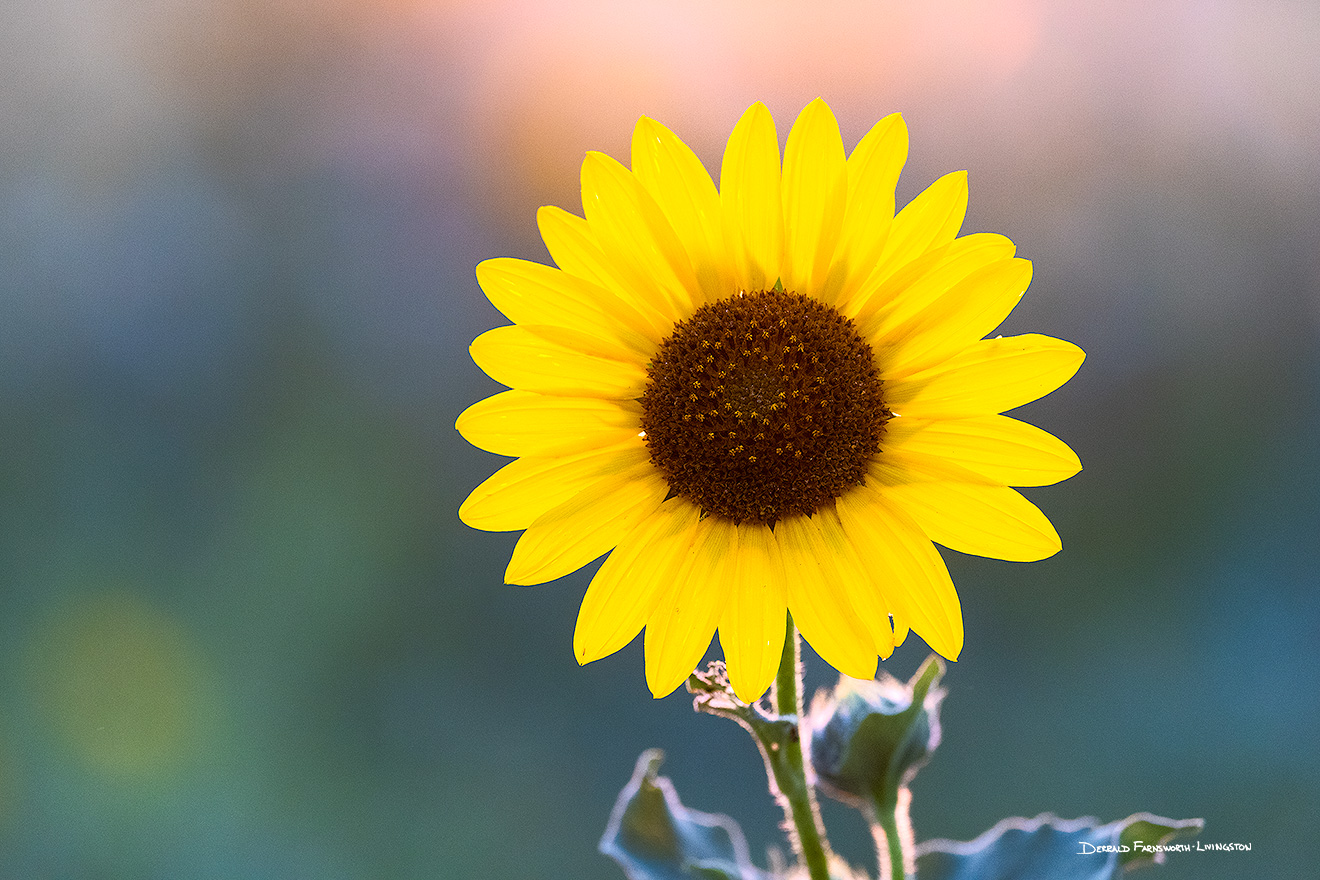 A nature photograph of a sunflower at Fort Robinson State Park, Nebraska. - Nebraska Picture