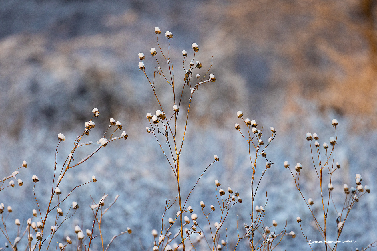 Nature photograph of snow on old sunflowers at DeSoto National Wildlife Refuge, Nebraska. - Nebraska Picture