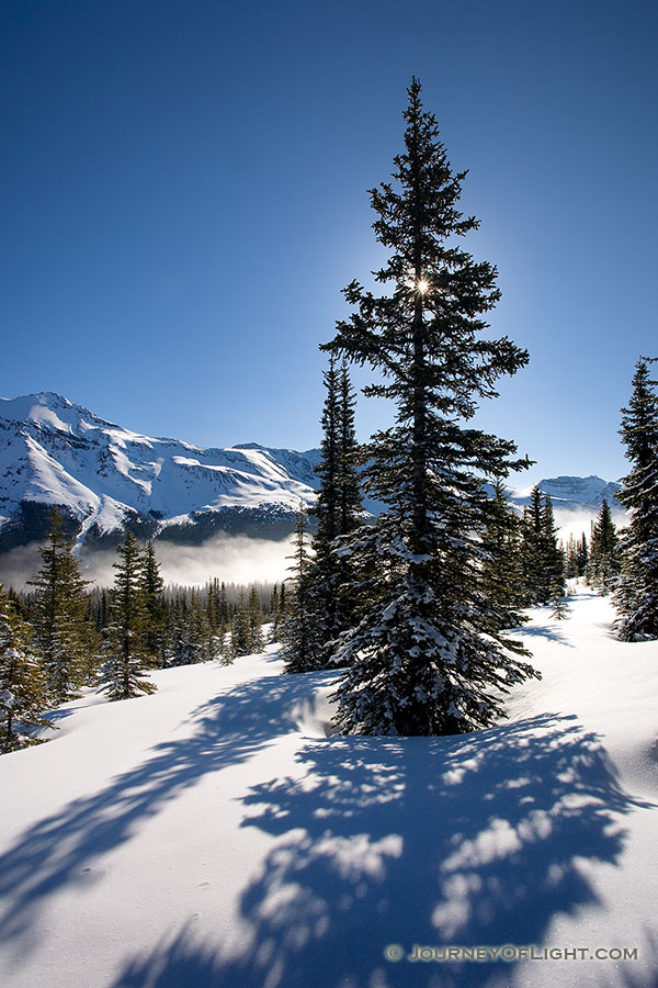 Near the Peyto Lake overlook, a recent snow covers the ground while the sun shines through a large pine tree. - Banff Photography