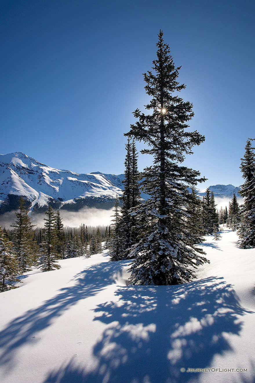 Near the Peyto Lake overlook, a recent snow covers the ground while the sun shines through a large pine tree. - Banff Picture