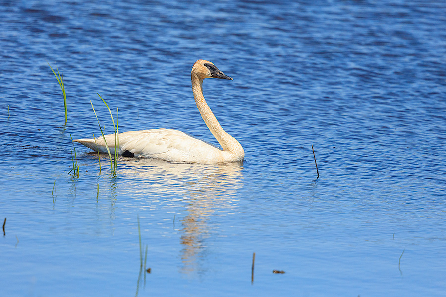 A wildlife photograph of a trumpeter swan in the Sandhills of central Nebraska. - Nebraska Photography