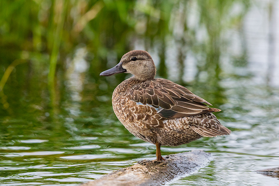 A mallard female sits on a log on a small pond deep in the Sandhills of Nebraska. - Nebraska Photography