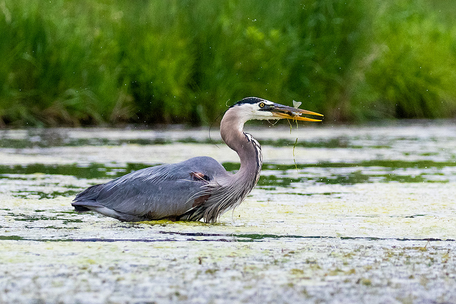 A Nebraska wildlife photograph of a heron catching a fish on Shadow Lake, Nebraska. - Nebraska Photography