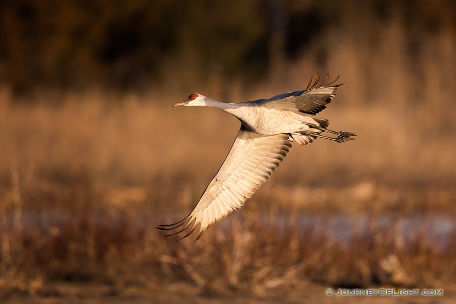 A Sandhill Crane banks above the Platte River in Central Nebraska in the warm morning light. - Sandhill Cranes Photography