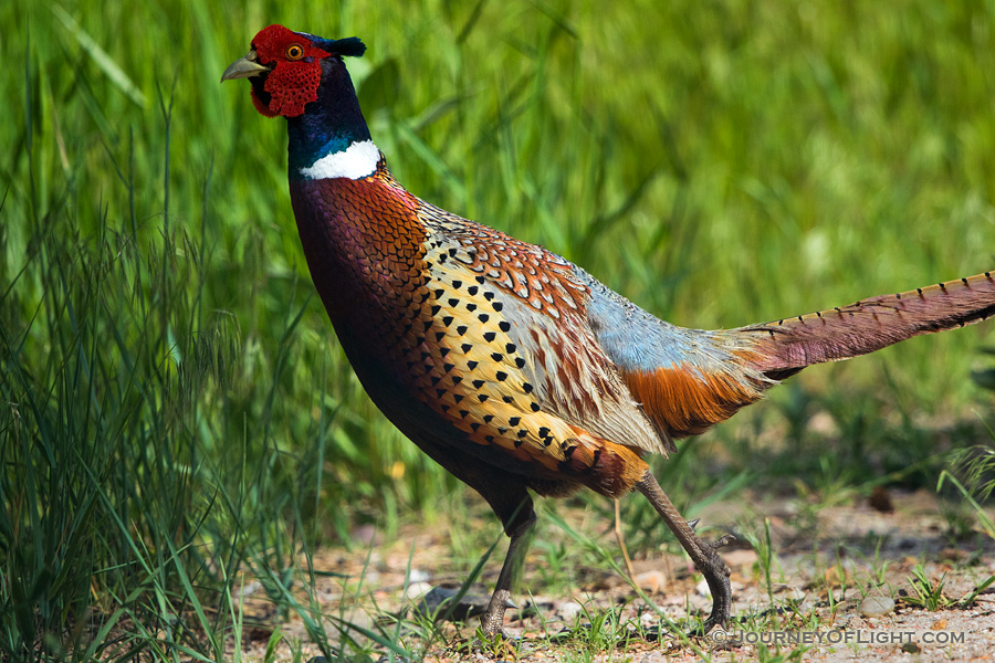 A pheasant ducks into the tall grass at Crescent Lake Wildlife Management Area in the Sandhills of Nebraska. - Nebraska,Animals Photography