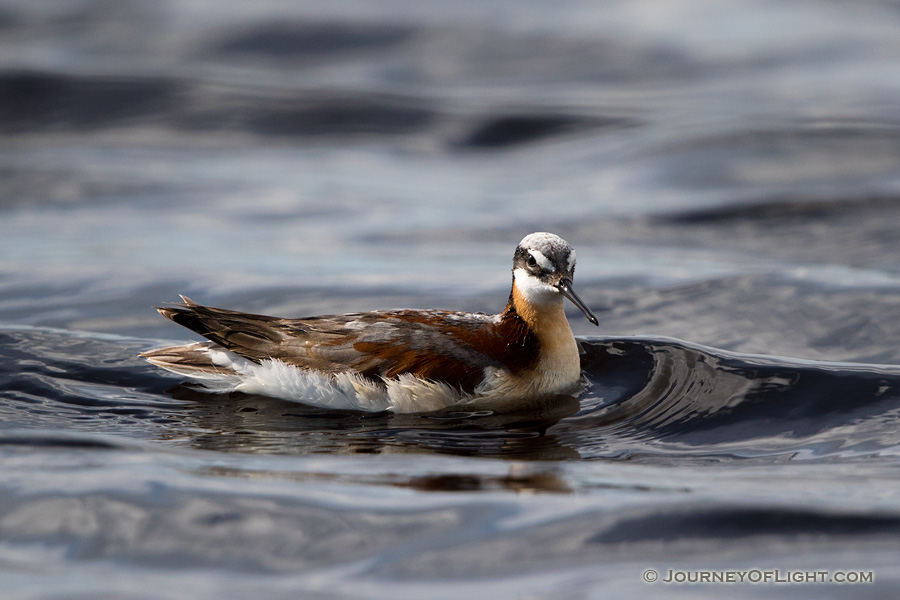 A Wilson's Phalarope floats on one of the many small lakes nestled in the valleys of the Sandhills of Nebraska. - Nebraska,Animals Photography