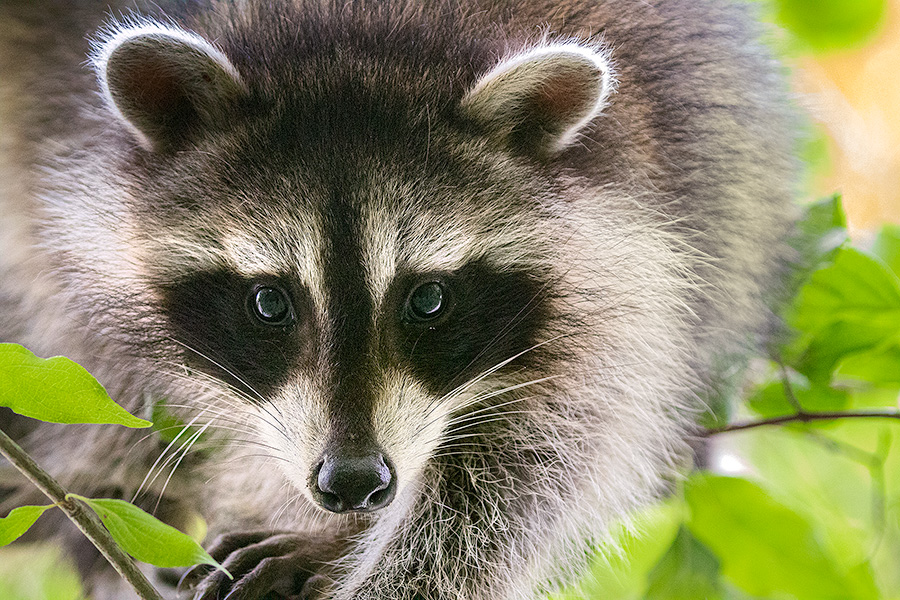 A wildlife photograph of a raccoon clinging to a tree at Fontenelle Forest in eastern Nebraska. - Nebraska Photography