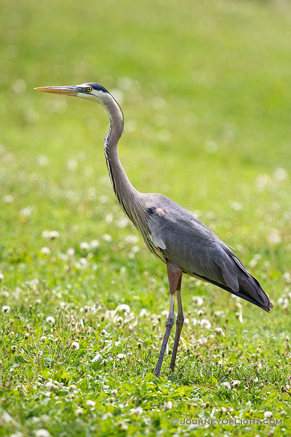 A blue heron stands silently at Schramm State Recreation Area in eastern Nebraska. - Schramm SRA Photography