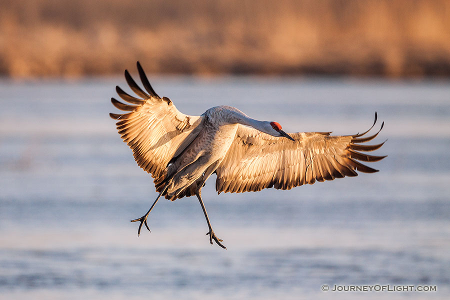 A Sandhill Crane lands on a sandbar on the Platte River in central Nebraska. - Sandhill Cranes Photography