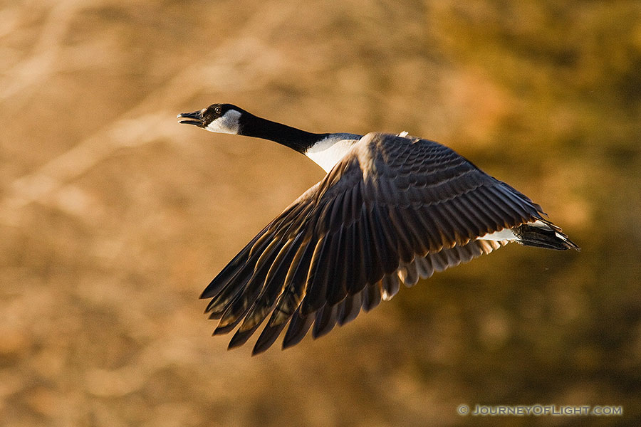 A Canada Goose at Schramm State Recreation Area in eastern Nebraska takes flight after being startled. - Schramm SRA Photography