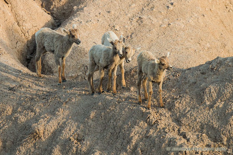 Four Bighorn Sheep kids navigate through the rocks in Badlands National Park, South Dakota. - South Dakota Photography