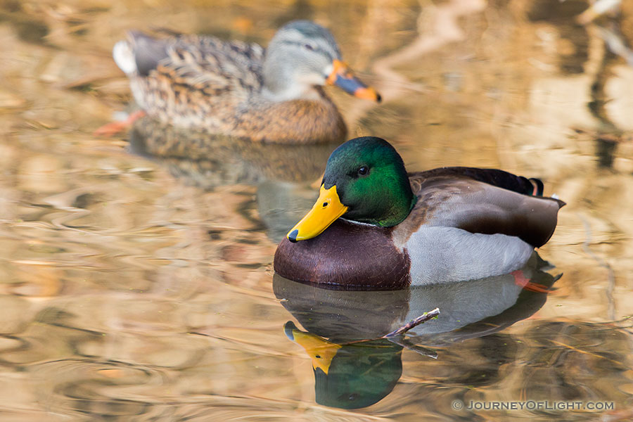 Two Mallards swim in the ponds at Schramm State Recreation Area. - Schramm SRA Photography