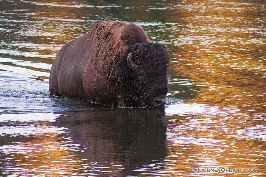 A buffalo fords the Yellowstone River in Yellowstone National Park. - Yellowstone National Park Photography