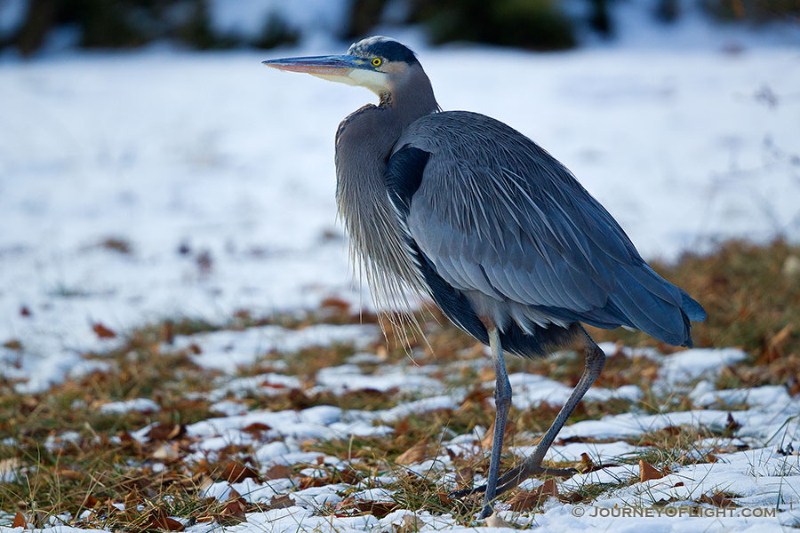 A Great Blue Heron watches quietly in the snow on a cold winter day at Schramm State Recreation Area. - Schramm SRA Photography